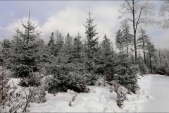 IMG_20210126_091653